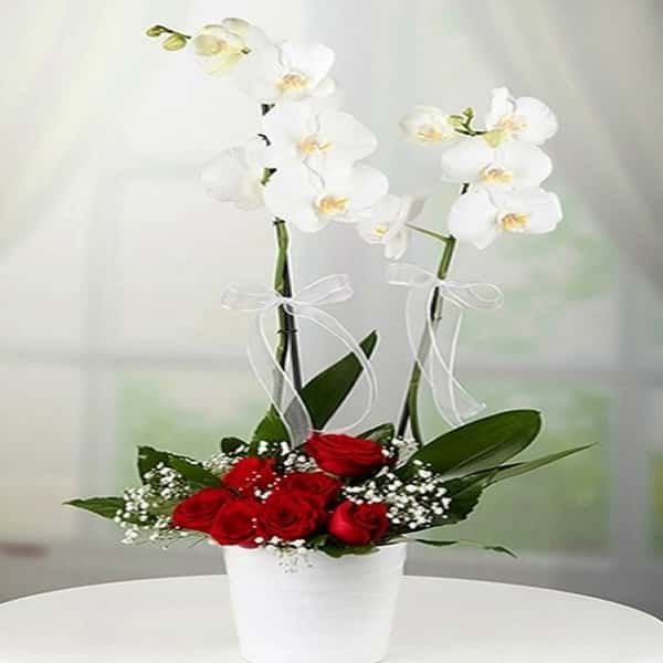 Çiftli Beyaz Orkide 7 Gül Aranjmanı