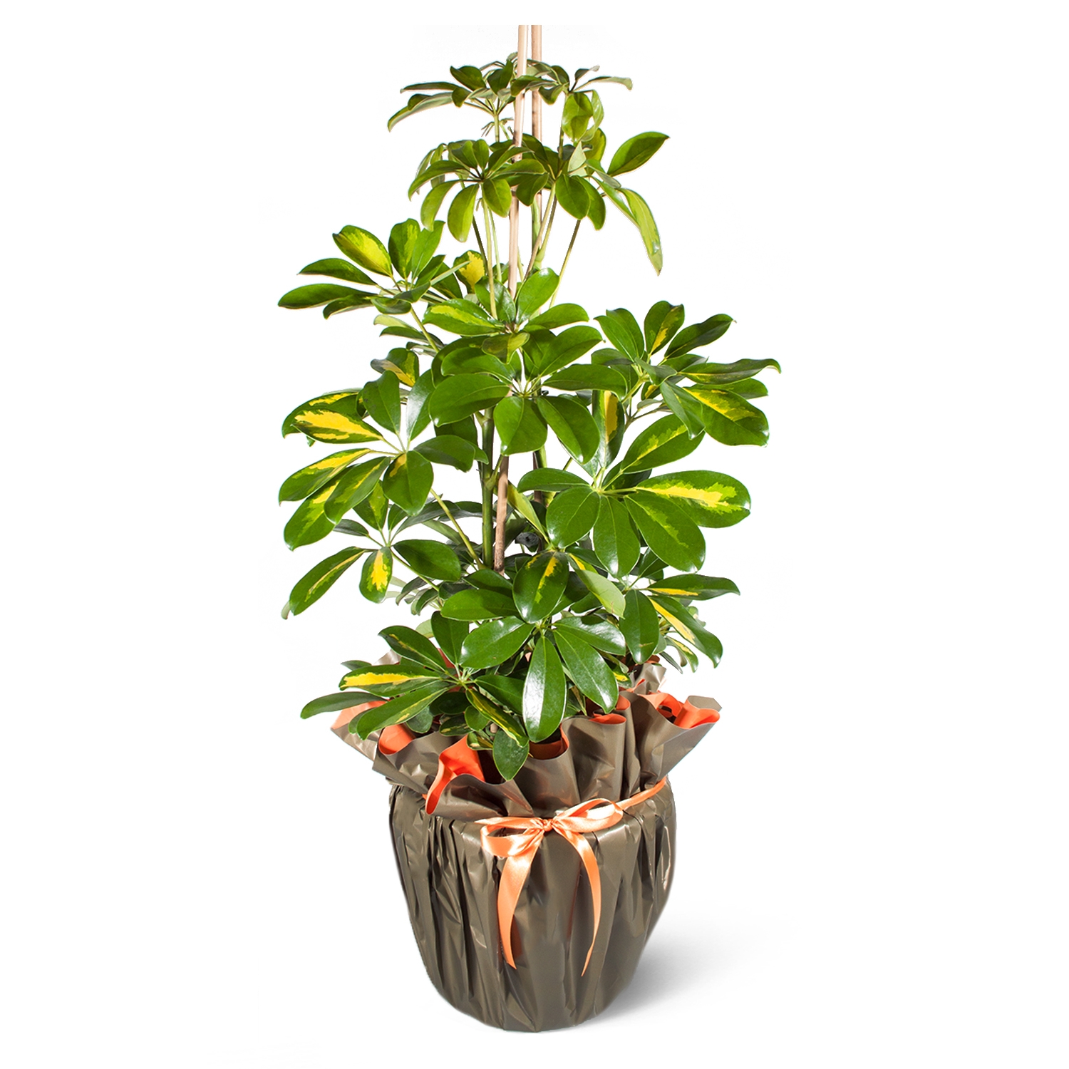 Schefflera (şeflera) bitkisi