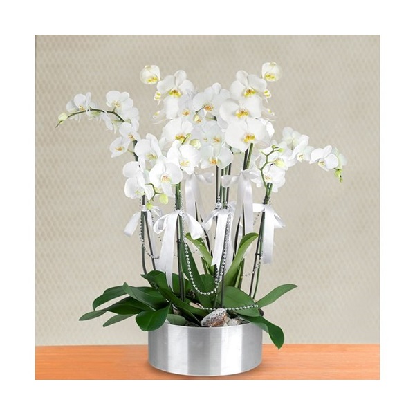6 Dal Beyaz Orkide Aranjmanı