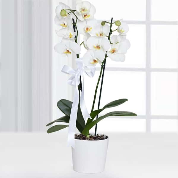 İki Dal Phalaenopsis Beyaz Orkide