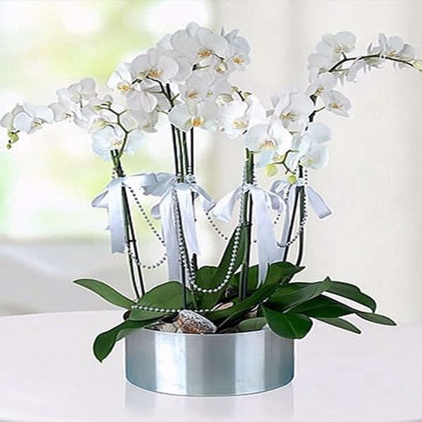 5 Dal Beyaz Orkide Arajmanı