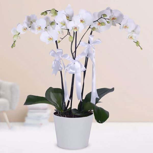 Zarif 3 Dal Beyaz Orkide