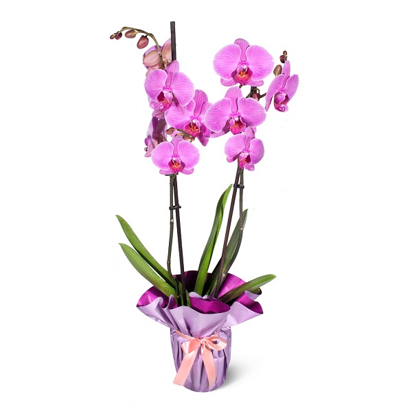 Pembe Orkide