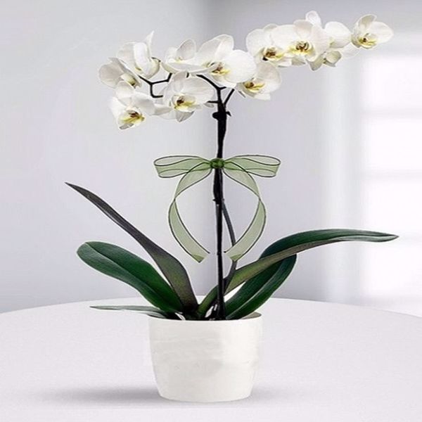 Yeni Yıla Özel %20 İndirimli Ürünler