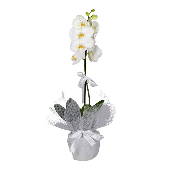 Phalaenopsis Tekli Beyaz Orkide